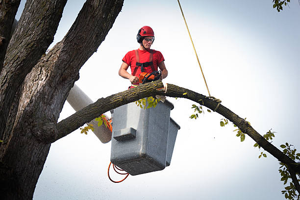  Conestee, SC Tree Service Pros